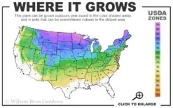 Phantom Hydrangea - 3 Gallon Pot -Green Haven Shop 3a 8a 2