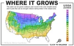 Degroots Spire Arborvitae - 7 Gallon Pot (3-4') -Green Haven Shop 3a 8b 35