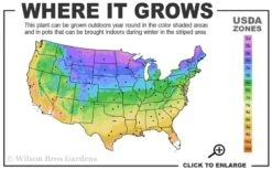 Limelight PeeGee Hydrangea - 3 Gallon Pot -Green Haven Shop 3a 9b 4