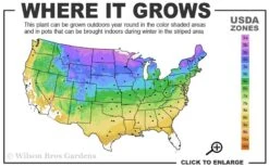 Grancy Graybeard - White Fringe Tree - 7 Gallon Pot (2-3') -Green Haven Shop 3b 9a 1