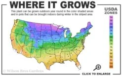 Spartan Juniper - 6 Pack Of 1 Gallon Pots -Green Haven Shop 3b 9b 3