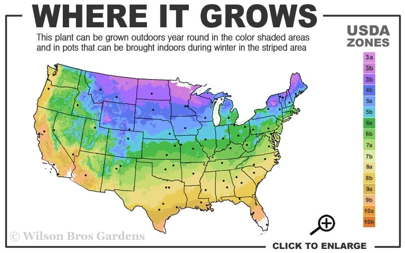 Kaizuka Twisted Juniper - 1 Gallon Pot 3 Kaizuka Twisted Juniper - 1 Gallon Pot - Image 3