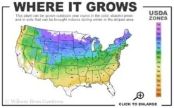 Allegheny Serviceberry Tree (Amelanchier Laevis) - 3 Gallon Pot 10 Allegheny Serviceberry Tree (Amelanchier Laevis) - 3 Gallon Pot -Green Haven Shop 4A 8B 20