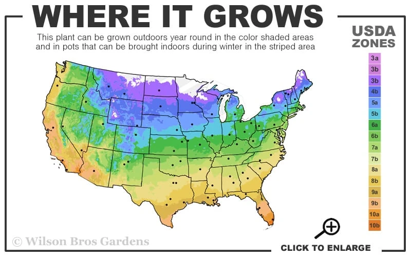 Pink Drift Groundcover Rose - 1 Gallon Pot 3 Pink Drift Groundcover Rose - 1 Gallon Pot - Image 3
