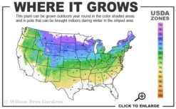 Bloomerang Purple Lilac - 2 Gallon Pot -Green Haven Shop 4a 8a 2