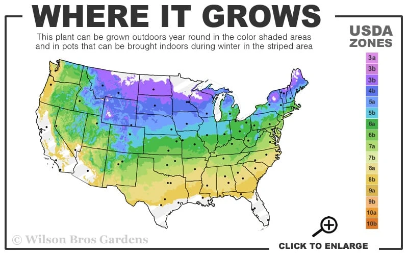 Moonglow Juniper Spiral Topiary - 5 Gallon Pot 3 Moonglow Juniper Spiral Topiary - 5 Gallon Pot - Image 3