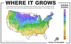 Fragrant Winter Honeysuckle Bush (Lonicera Fragrantissima) - 3 Gallon Pot -Green Haven Shop 4a 8b thumbnail 1