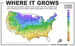 Black Locust Tree - 3 Gallon Pot 15 Black Locust Tree - 3 Gallon Pot -Green Haven Shop 4a 9a