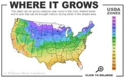 Eastern Redbud - 1 Gallon Pot -Green Haven Shop 4a 9b 70