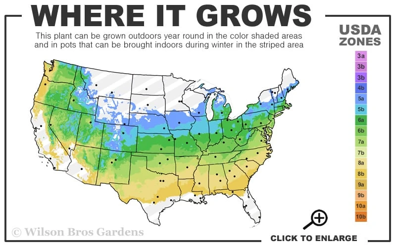 Dwarf Fothergilla - 1 Gallon Pot 3 Dwarf Fothergilla - 1 Gallon Pot - Image 3