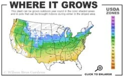 Creeping St Johns Wort (Hypericum Calycinum) - 5 Pack Of Quart Pots -Green Haven Shop 5a 8b 43