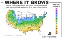 Yellow Bird Magnolia Tulip Tree - 1 Gallon Pot -Green Haven Shop 5a 9a 7