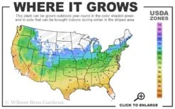 The Rising Sun Redbud Tree - 7 Gallon Pot (4-5') -Green Haven Shop 5a 9b 139