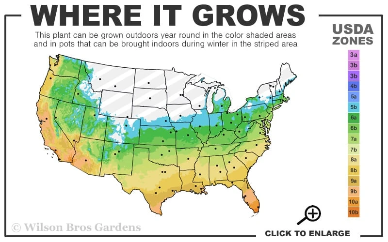 Brackens Brown Beauty Magnolia - 7 Gallon Pot (5-6') 3 Brackens Brown Beauty Magnolia - 7 Gallon Pot (5-6') - Image 3