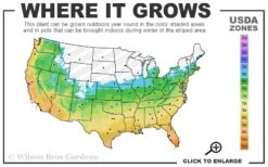 Royal Purple Liriope - Lilyturf - 18 Count Flats Of Pint Pots -Green Haven Shop 5b 11 4
