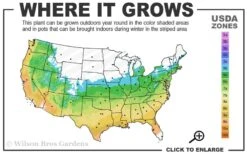 Lady In Red Hydrangea - 3 Gallon Pot -Green Haven Shop 5b 9b 6