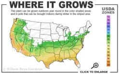 Perfecto Mundo Double White Reblooming Azalea - 2 Gallon Pot -Green Haven Shop 6A 9B 96