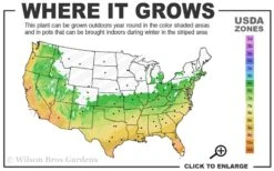 Summer Snow Gardenia - 3 Gallon Pot -Green Haven Shop 6a 10a 1