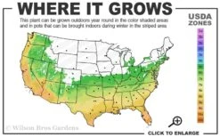 Leyland Cypress - 3 Gallon Pot 8 Leyland Cypress - 3 Gallon Pot -Green Haven Shop 6a 10a 6