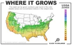 April Kiss Pink Double Flowered Camellia Japonica - 3 Gallon Pot -Green Haven Shop 6a 10b 1