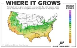 Silvery Sunproof Variegated Liriope - Lilyturf - 1 Gallon Pot -Green Haven Shop 6a 11 2