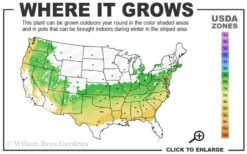 Elegans Variegated Boxwood - Buxus Sempervirens 'Elegantissima' - 6 Pack Of 1 Gallon Pots -Green Haven Shop 6a 8b 10