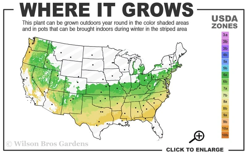 Schip Laurel (Prunus Laurocersasus 'Schipkaensis') - 1 Gallon Pot 3 Schip Laurel (Prunus Laurocersasus 'Schipkaensis') - 1 Gallon Pot - Image 3