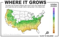 Summer Ice Daphne - 1 Gallon Pot -Green Haven Shop 6a 9a 3