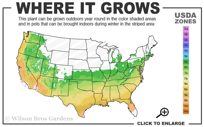 Northlake Beauty Azalea - 1 Gallon Pot 3 Northlake Beauty Azalea - 1 Gallon Pot - Image 3