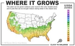 Angus Cold Hardy Eucalyptus Tree (Eucalyptus Nicholii) - 1 Gallon Pot -Green Haven Shop 6b 10b 10