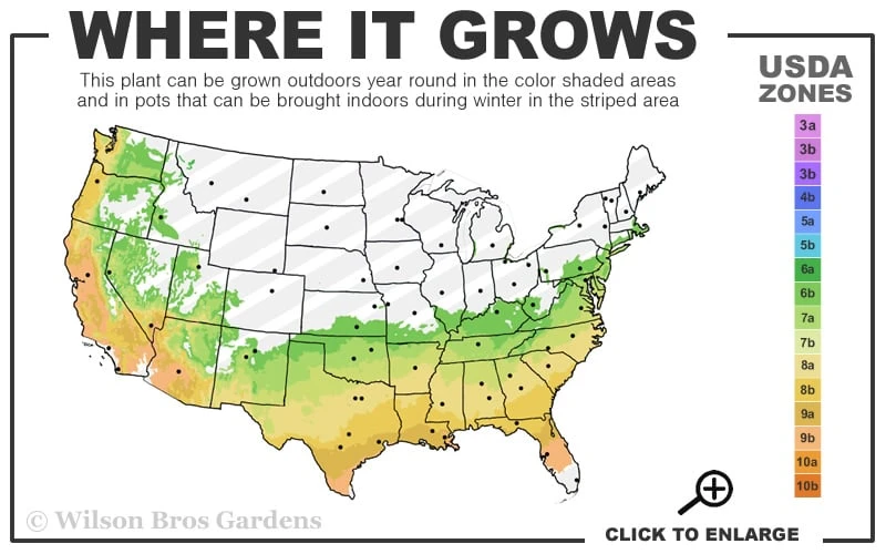 April Blush Cold Hardy Pink Camellia - 3 Gallon Pot 3 April Blush Cold Hardy Pink Camellia - 3 Gallon Pot - Image 3