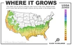 Emily Bruner Pyramidal Holly - 7 Gallon Pot (3-4') -Green Haven Shop 6b 9b 36