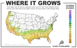 Autumn Starlite Encore Azalea - 3 Gallon Pot -Green Haven Shop 7A 9B 33