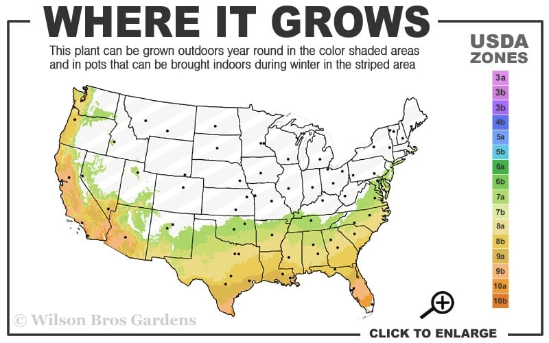 Fruitland's Fortune Tea Olive (Fragrant Osmanthus) - 1 Gallon Pot 3 Fruitland's Fortune Tea Olive (Fragrant Osmanthus) - 1 Gallon Pot - Image 3