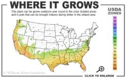 Edgeworthia Chrysantha Paper Bush - 7 Gallon Pot -Green Haven Shop 7a 10a 5