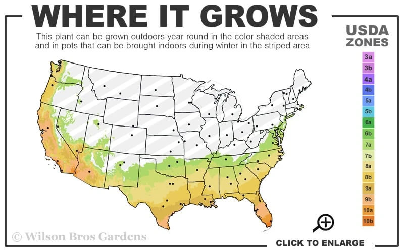 Stephanie Golden Dwarf Camellia Sasanqua - 3 Gallon Pot 3 Stephanie Golden Dwarf Camellia Sasanqua - 3 Gallon Pot - Image 3