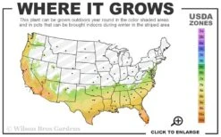 Buttons Gardenia - 6 Pack Of 1 Gallon Pots -Green Haven Shop 7a 10b 78