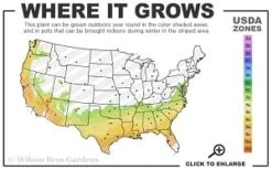Moonlit Lace Viburnum - 6 Pack Of 1 Gallon Pots -Green Haven Shop 7a 9b thumbnail 2