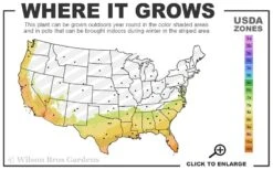 Lady Cavendish Azalea - 1 Gallon Pot -Green Haven Shop 7b 10b 1