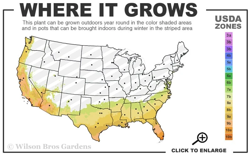 Radicans Creeping Dwarf Gardenia - 6 Pack Of 1 Gallon Pots 3 Radicans Creeping Dwarf Gardenia - 6 Pack Of 1 Gallon Pots - Image 3