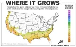 Parvilimba Camellia - 5 Gallon Pot -Green Haven Shop 7b 9b 1