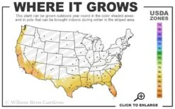 Crescent Moon Dwarf Gardenia - 6 Pack Of 1 Gallon Pots -Green Haven Shop 8a 11 14