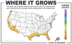 Red Cluster Bottlebrush Tree - 3 Gallon Pot -Green Haven Shop 8b 11 1