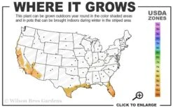 Blue Podocarpus Yew - 7 Gallon Pot -Green Haven Shop 9a 11