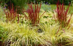 Golden Sweet Flag - Acorus Gramineus 'Ogon' - 8 Pack Of 1 Gallon Pots -Green Haven Shop Acorus Ogon 103