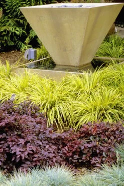 Golden Sweet Flag - Acorus Gramineus 'Ogon' - 8 Pack Of 1 Gallon Pots -Green Haven Shop Acorus Ogon 104