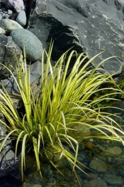 Golden Sweet Flag - Acorus Gramineus 'Ogon' - 3 Pack Of Quart Pots -Green Haven Shop Acorus Ogon 105 1