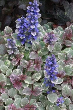 Burgundy Glow Ajuga - Bugleweed - 10 Count Flat Of 4" Pint Pots -Green Haven Shop Ajuga Burgundy Glow 500x750 1
