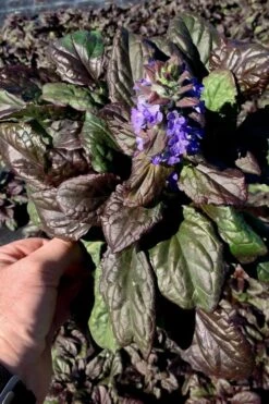 Catlins Giant Ajuga - Bugleweed - 6 Pack Of 3.5" Pint Pots -Green Haven Shop Ajuga Catlins Giant 10 1