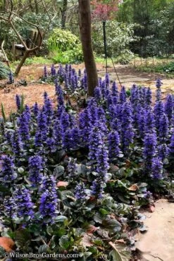 Catlins Giant Ajuga - Bugleweed - 5 Pack Of Quart Pots -Green Haven Shop Ajuga Catlins Giant 20